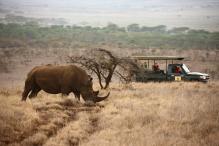 Lewa Safari Camp - Game Drive - Rhino-ed06e2497eee69763b3818002d3ffde5.jpg